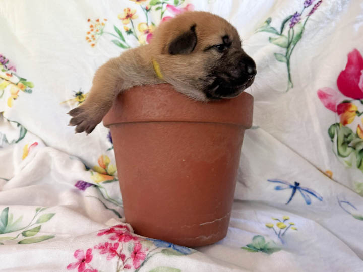 chinook puppy